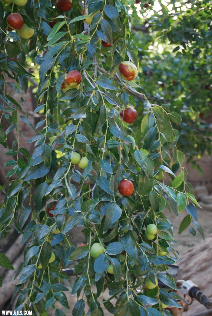DSC_0114.JPG