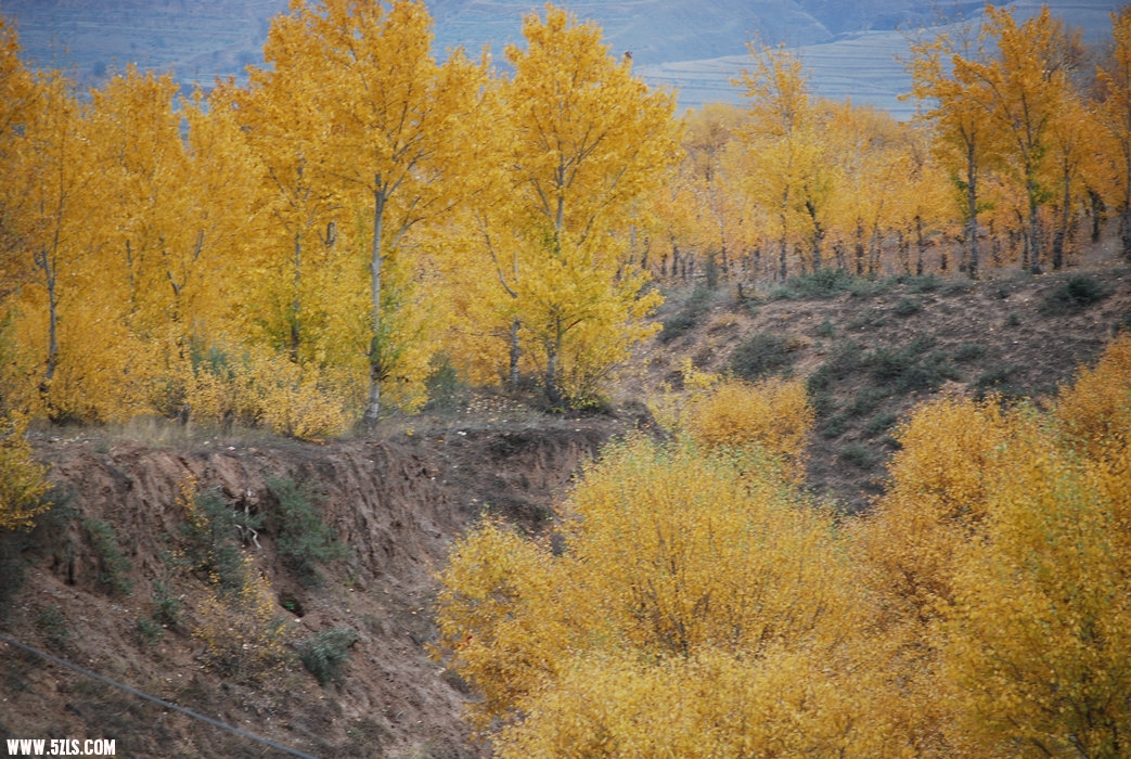 DSC_0229.JPG