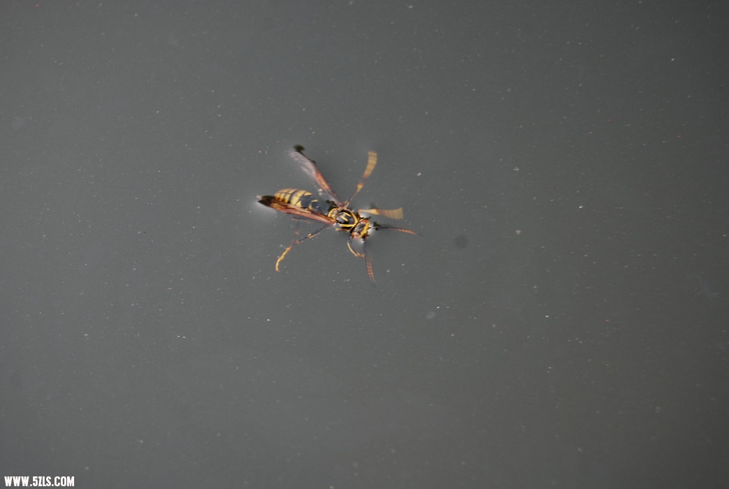 DSC_0495.JPG