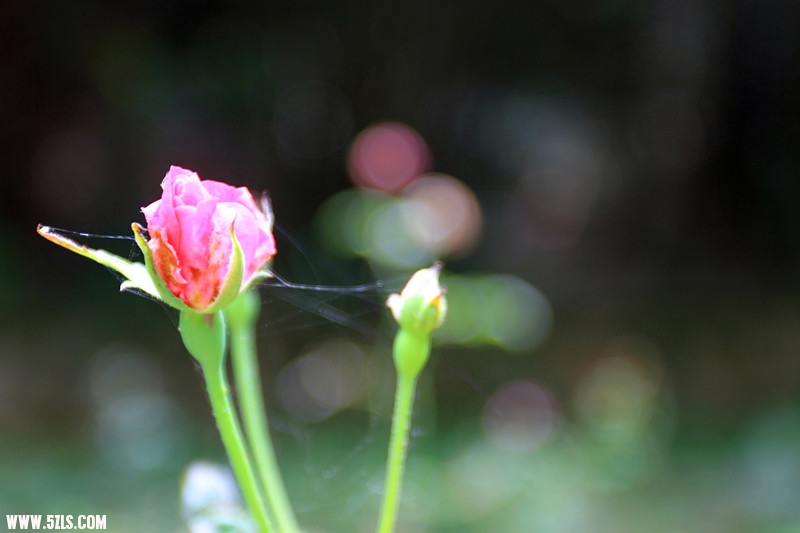 img_7374_.jpg