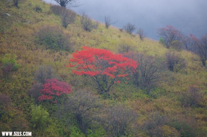 灿烂