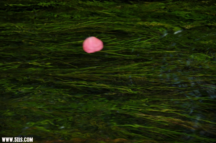 DSC_5245.JPG