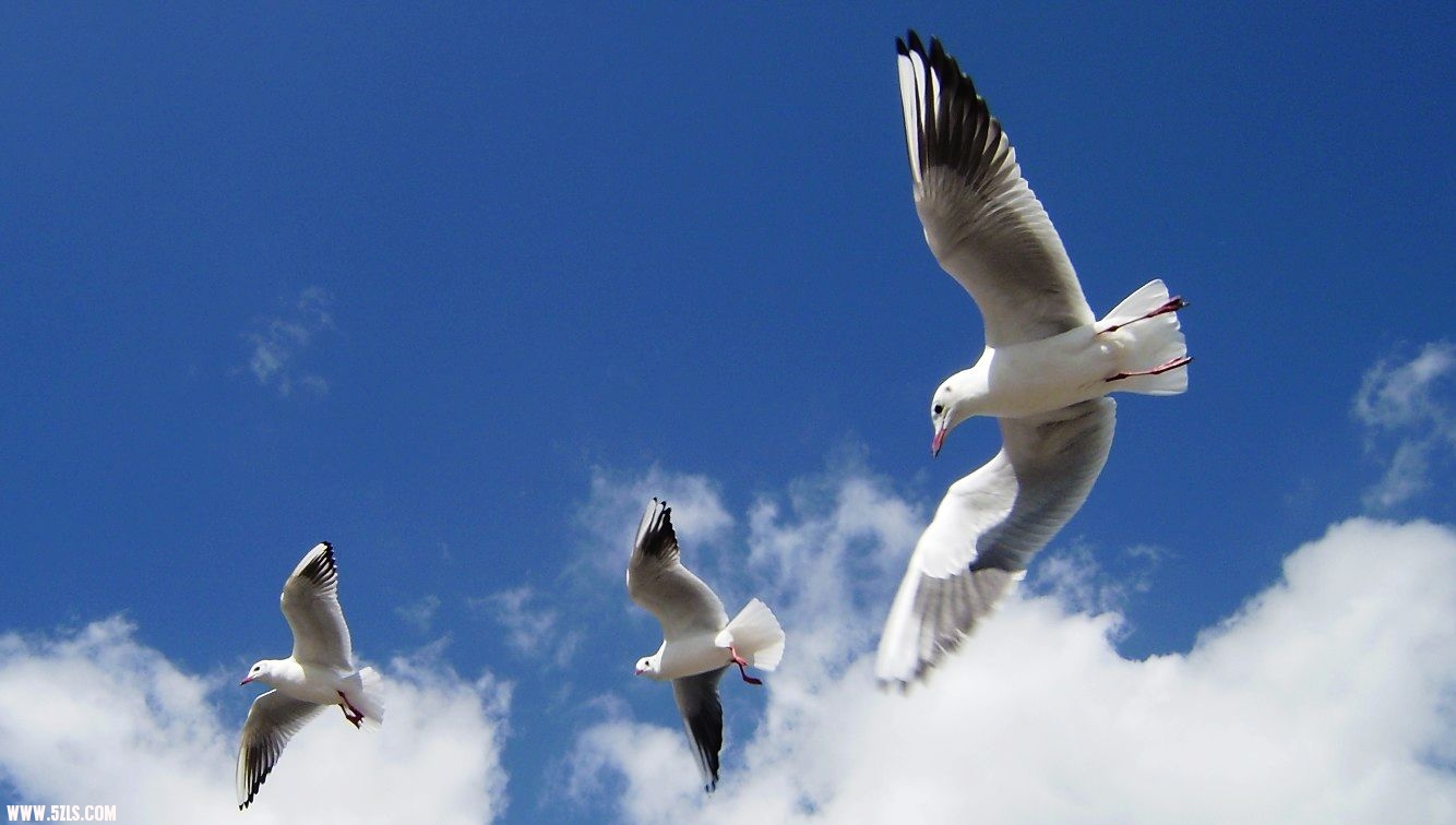 IMG-0446.jpg