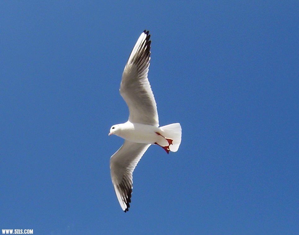 IMG-0445.jpg