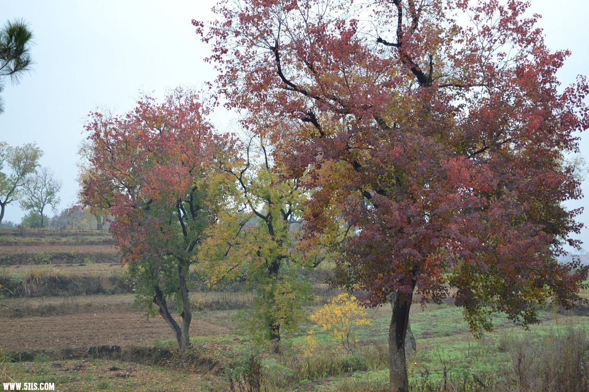 DSC_0469.JPG