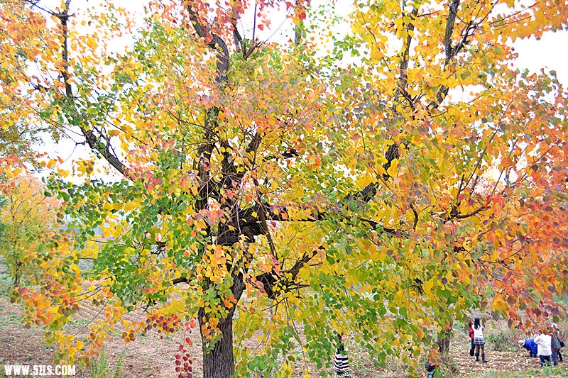 dsc_0698_.jpg