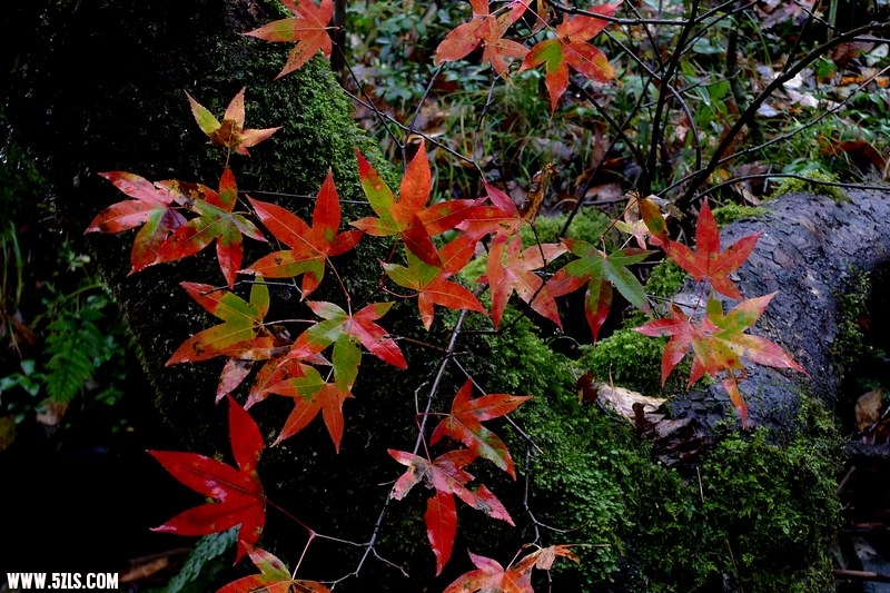 P1280751.jpg