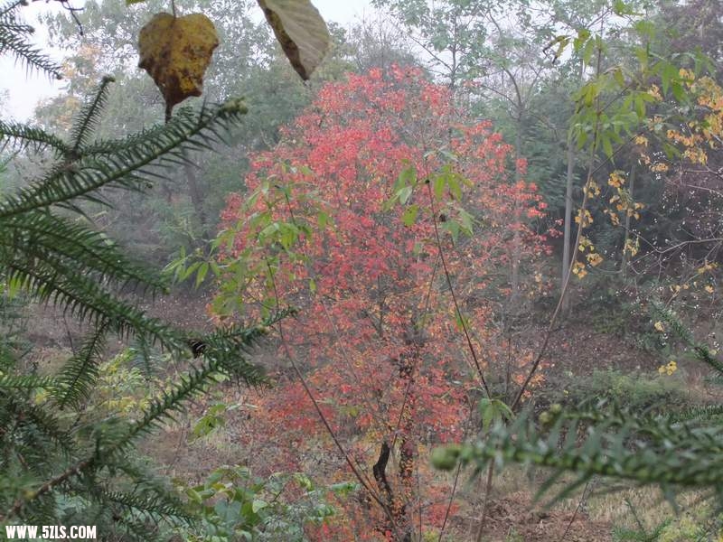 山间礼花