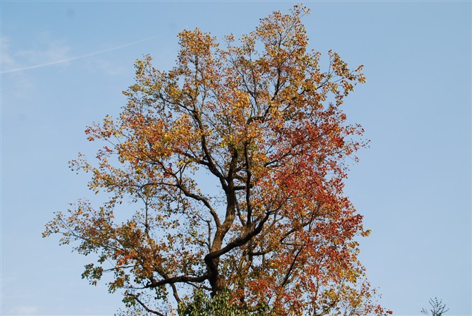 66.jpg