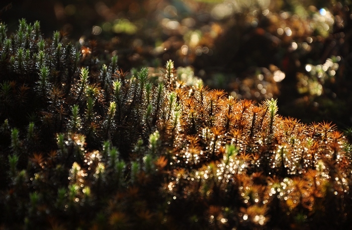 DSC_04541.jpg
