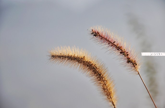 DSC_6447.jpg