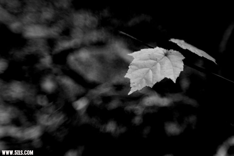 IMG_0753.jpg