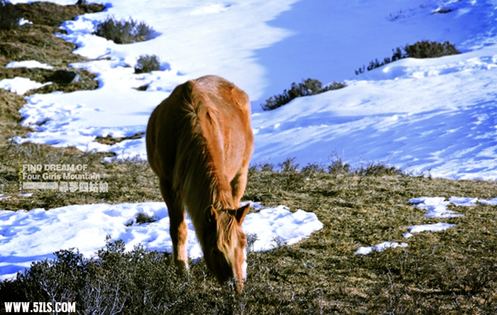 DSC_2603.jpg
