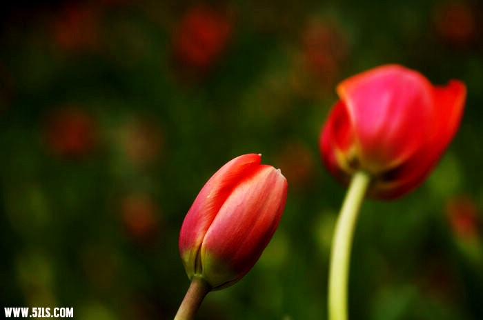 IMGP5401_.jpg