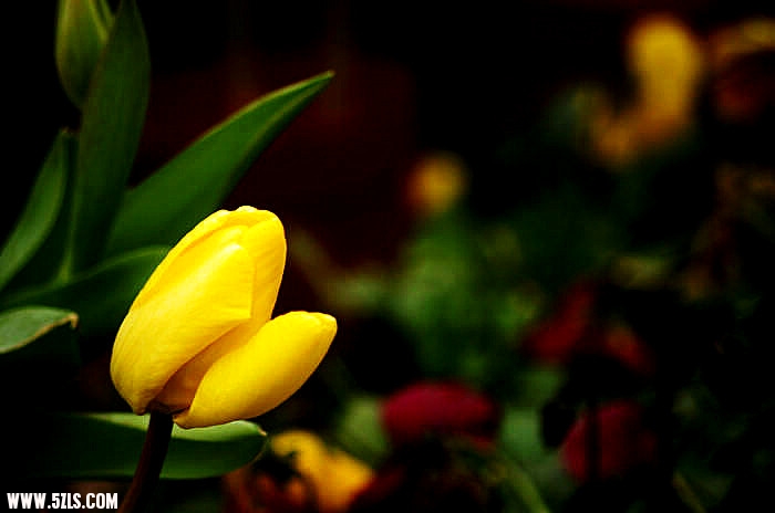 IMGP5431_.jpg
