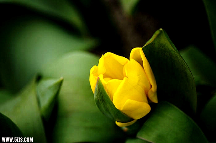 IMGP5441_.jpg