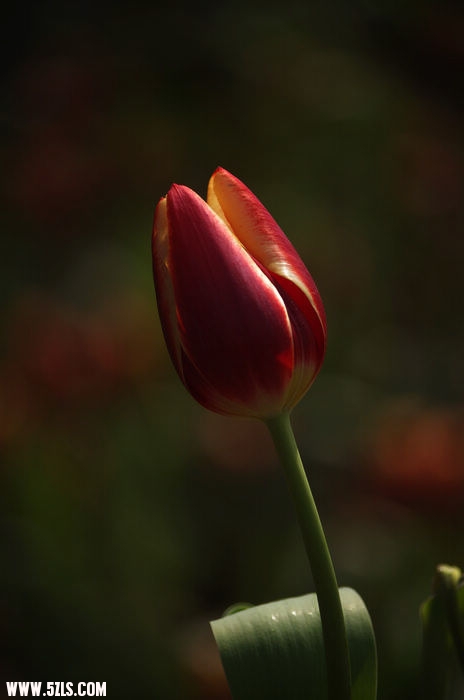 IMGP5554.jpg