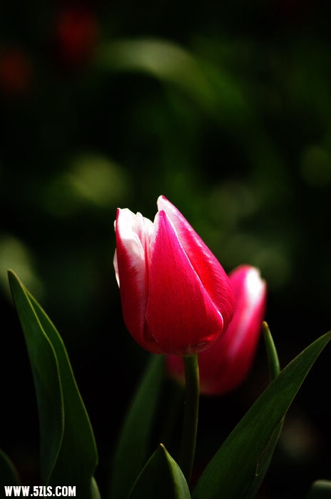 IMGP5575.jpg