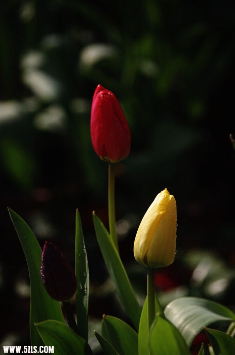 IMGP5592.jpg