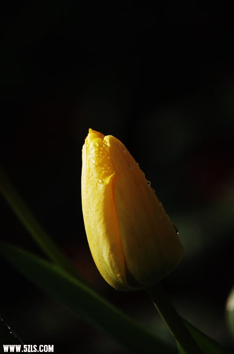 IMGP5593.jpg