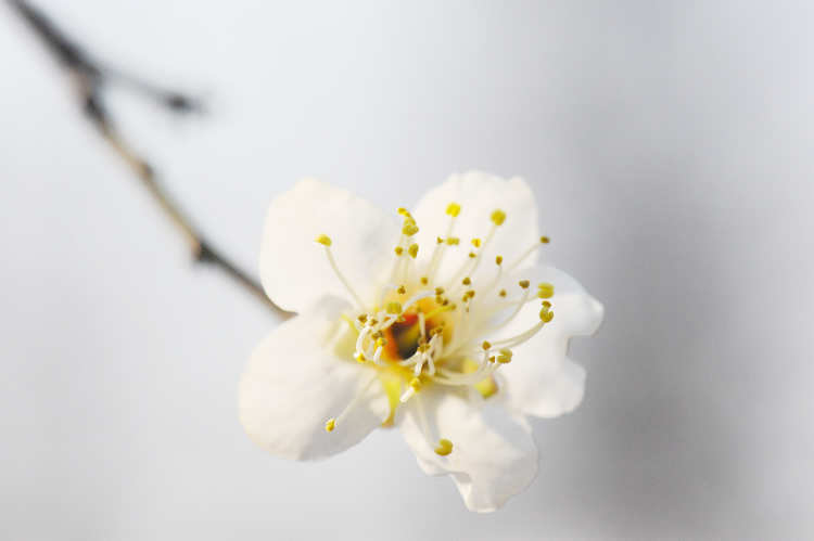 梅花 070.jpg