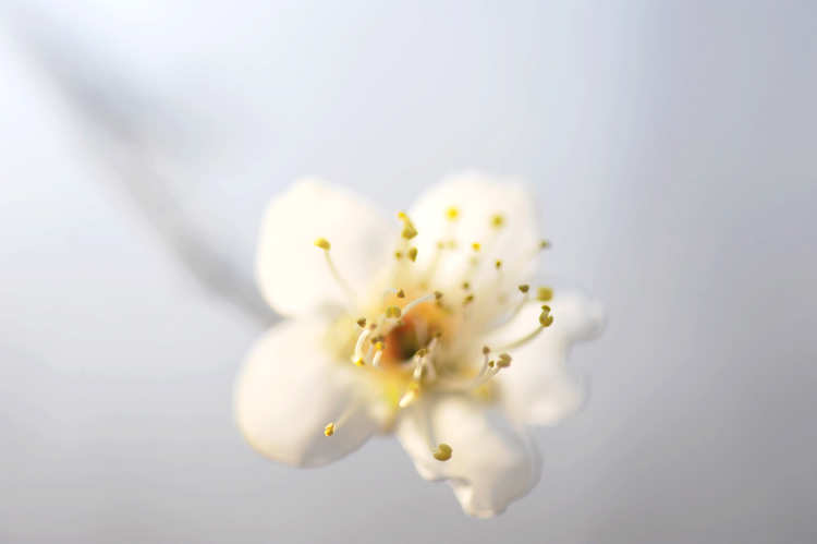 梅花 071.jpg