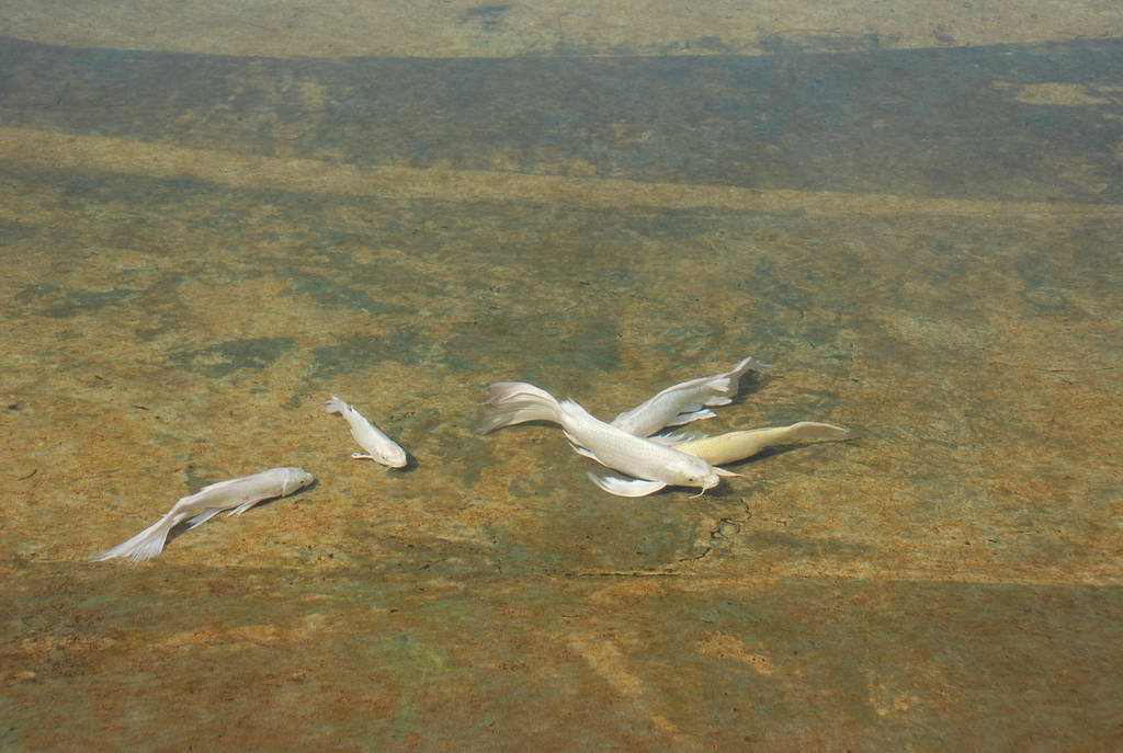DSC_0876.JPG
