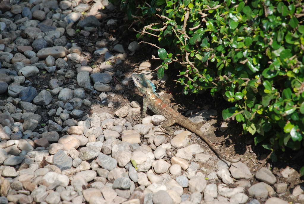 DSC_0926.JPG