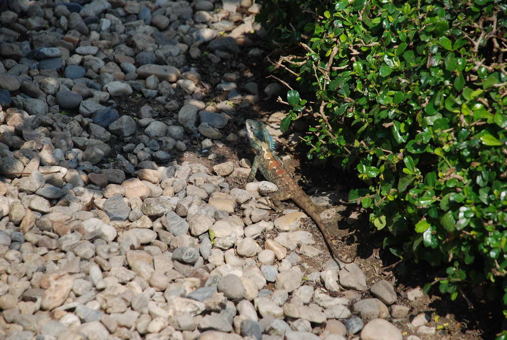 DSC_0924.JPG