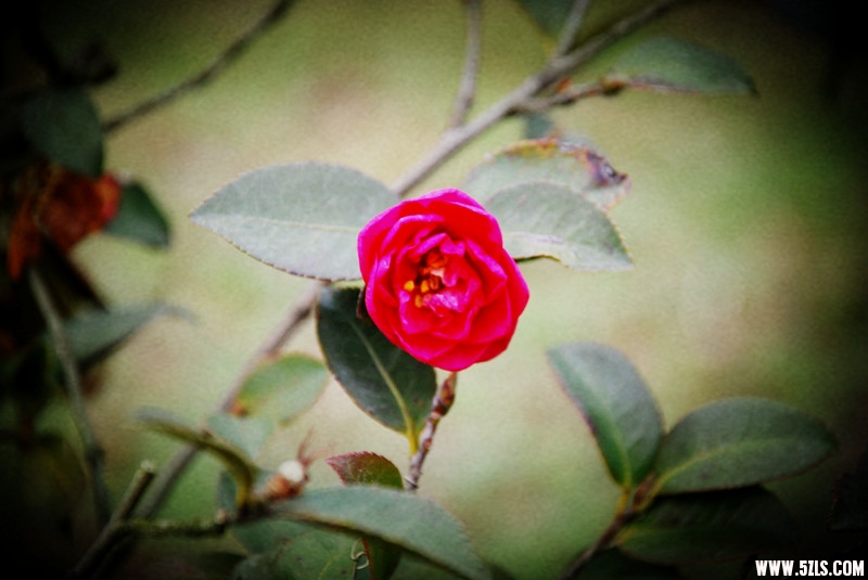 DSC_0031_.jpg