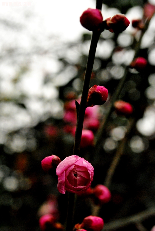 _DSC7284.jpg