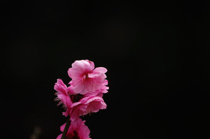 IMGP6440.jpg