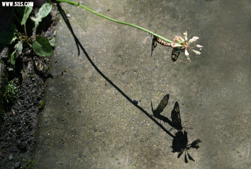֮ 2011727 .jpg