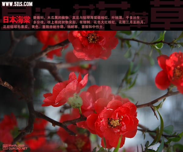 flower009.jpg
