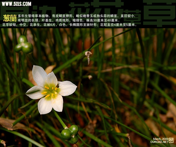 flower012.jpg
