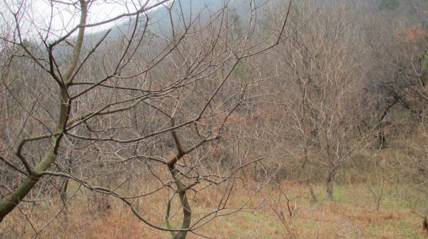 conew_img_4052.jpg