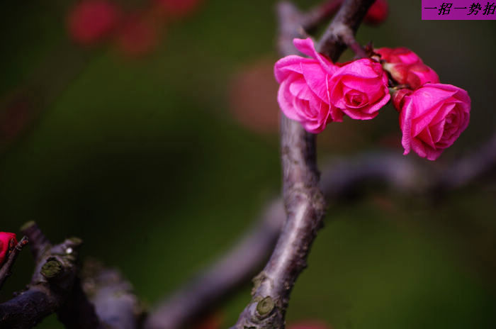 IMGP7890.jpg
