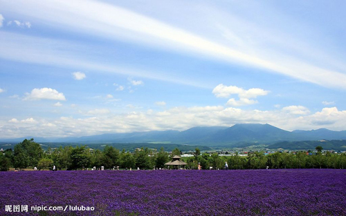lavender-4.jpg