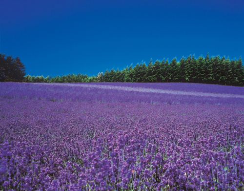 lavender-8.jpg