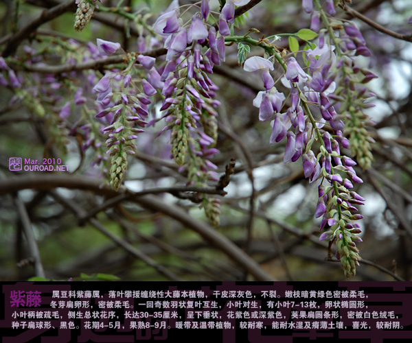 flower044.jpg