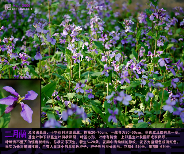 flower039.jpg