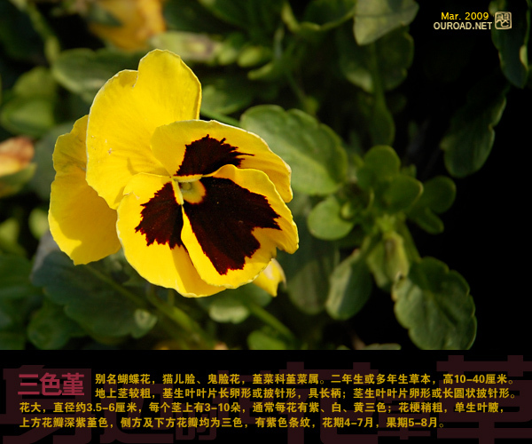 flower042.jpg