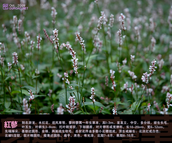 flower043.jpg