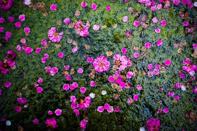 20120322-IMGP5440.jpg