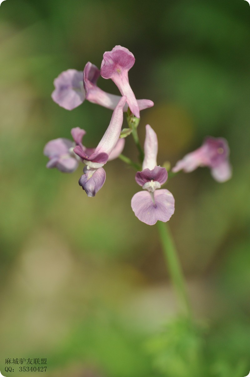 conew_dsc_0066.jpg