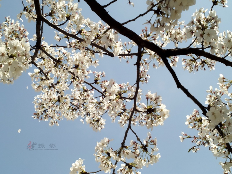 20120401.Ź԰.ӣ_017-s.jpg