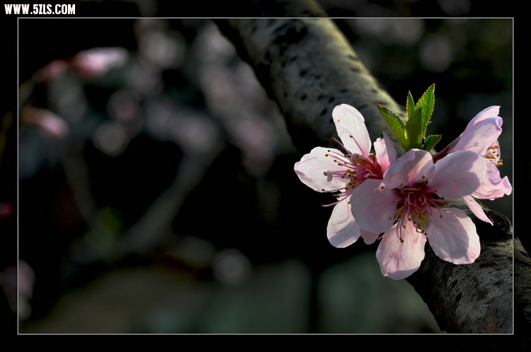 DSC_2974.jpg