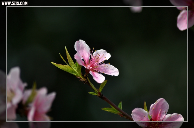 DSC_3225.jpg