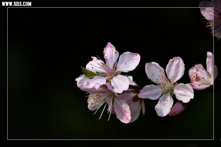 DSC_3237.jpg