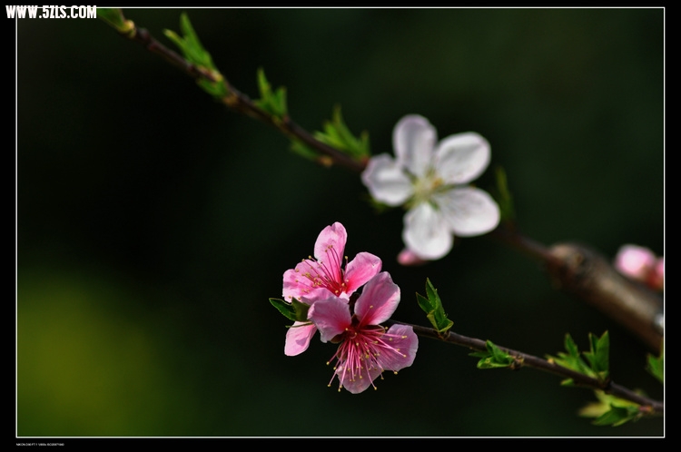 DSC_3296.jpg